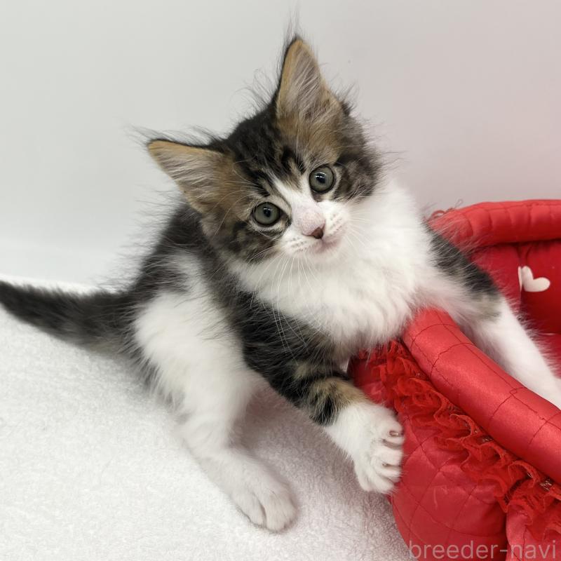 販売中の愛知県のメインクーン-134305