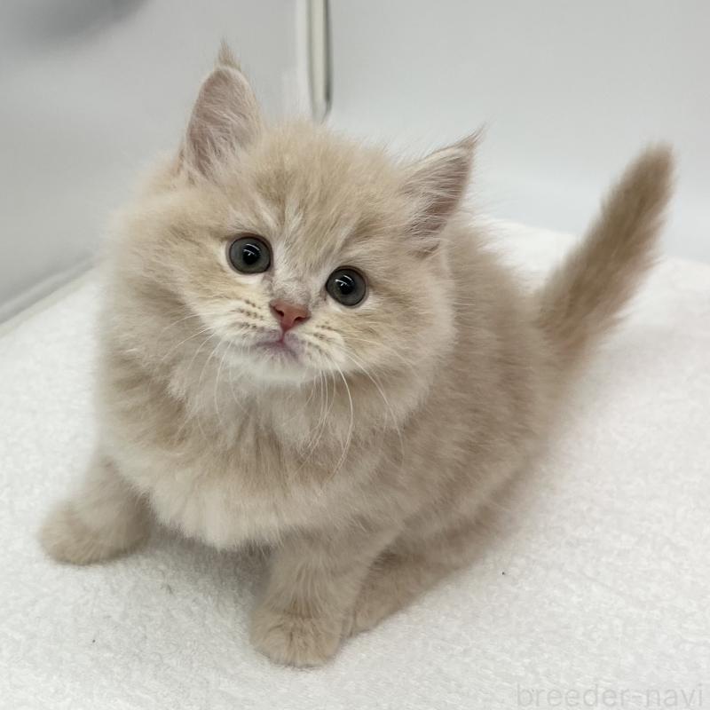 販売中の愛知県のスコティッシュフォールド-134306