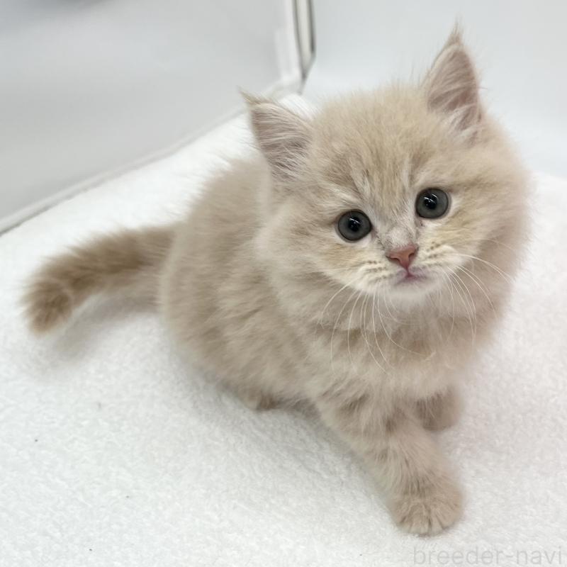 販売中の愛知県のスコティッシュフォールド-134306の5枚目