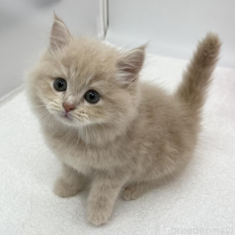 販売中の愛知県のスコティッシュフォールド-134306の4枚目