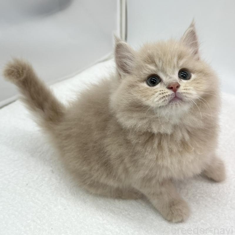 販売中の愛知県のスコティッシュフォールド-134306の3枚目