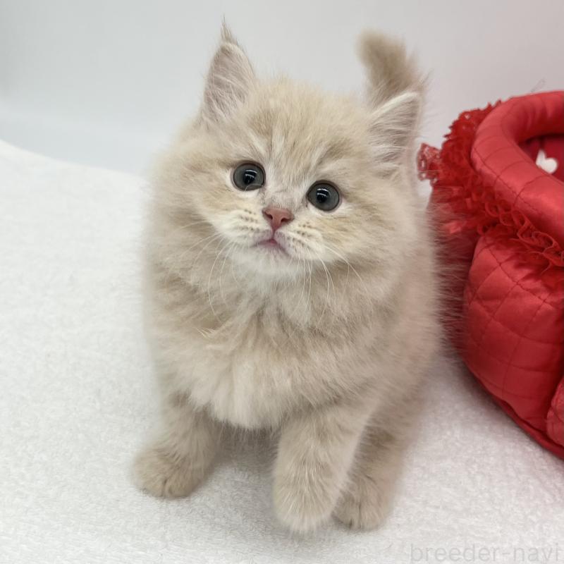 販売中の愛知県のスコティッシュフォールド-134306の2枚目