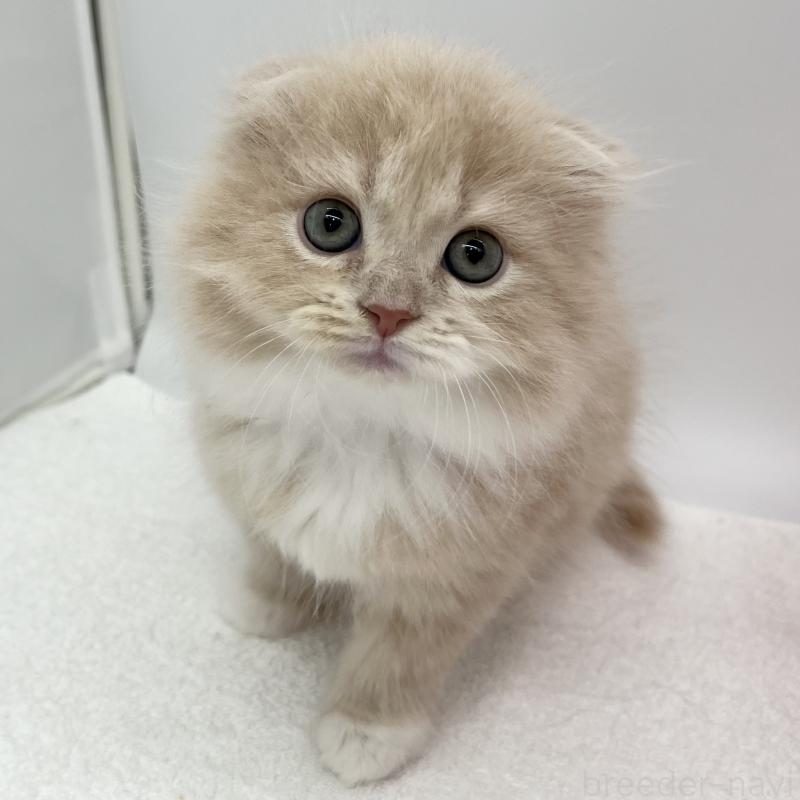 販売中の愛知県のスコティッシュフォールド(折れ耳)-134307の5枚目