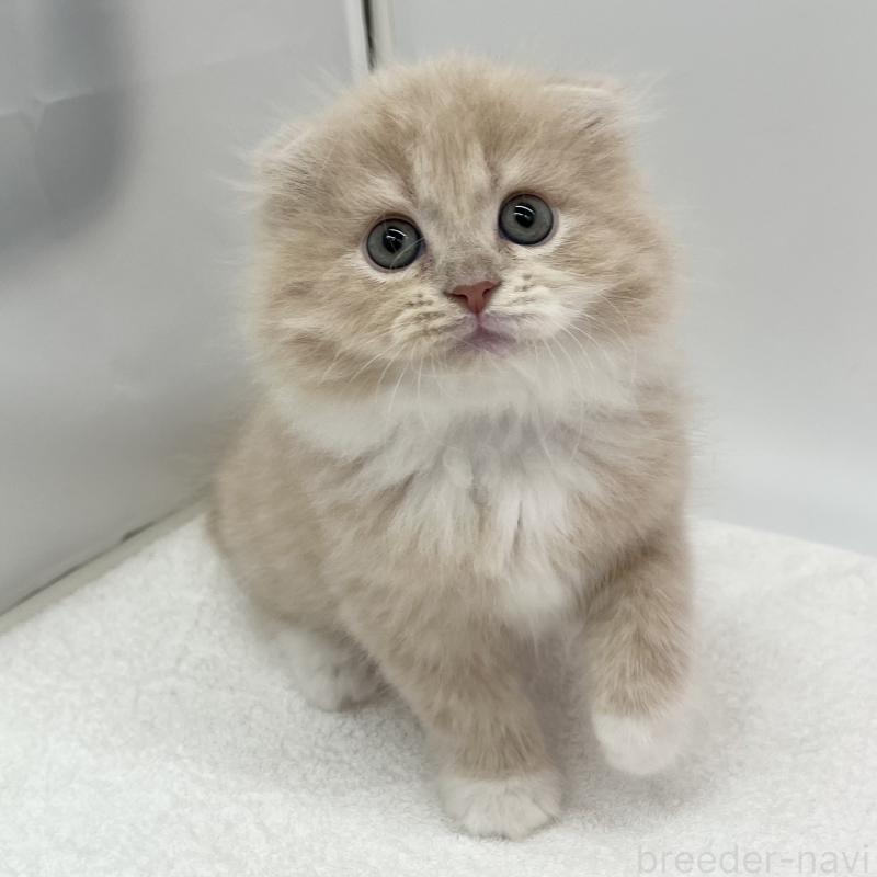 販売中の愛知県のスコティッシュフォールド(折れ耳)-134307の4枚目