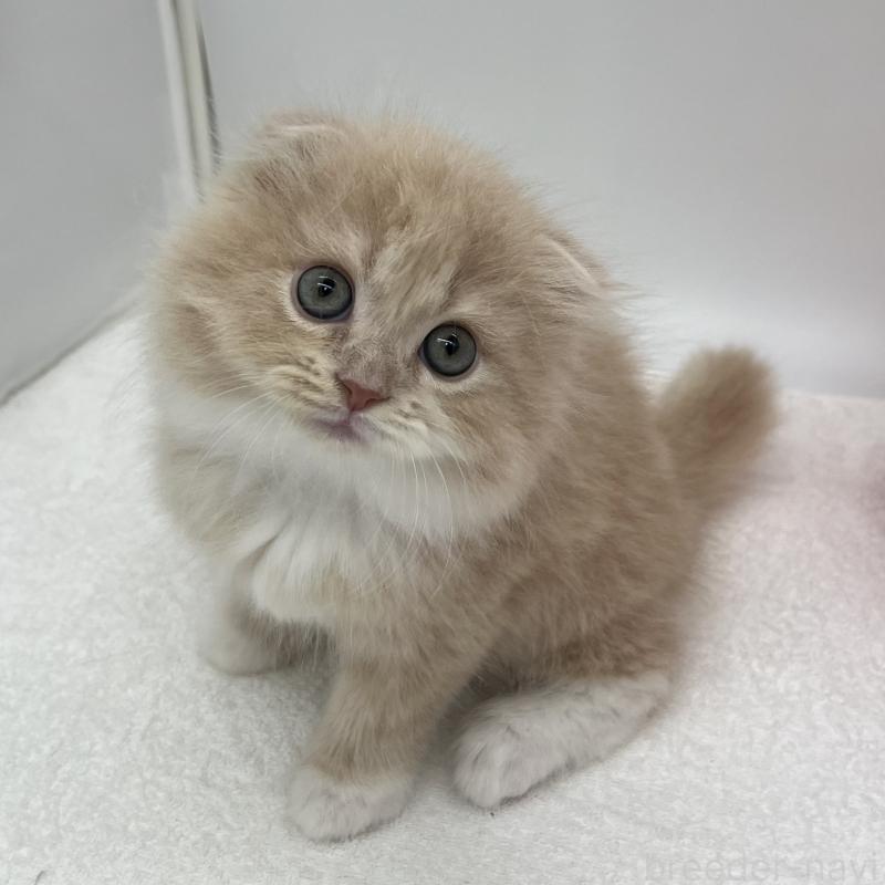 販売中の愛知県のスコティッシュフォールド(折れ耳)-134307