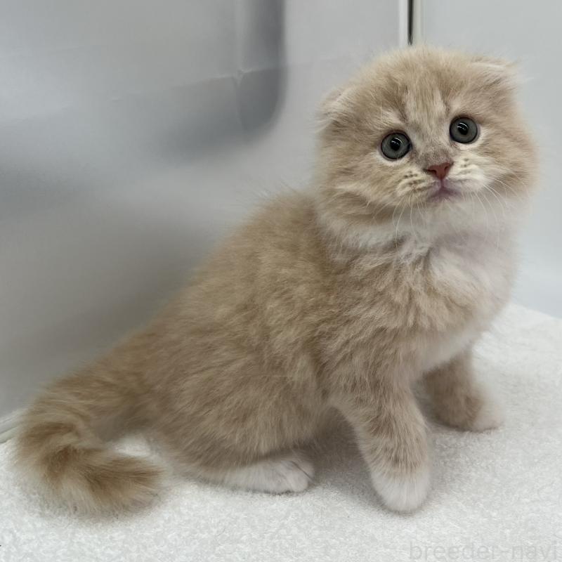 販売中の愛知県のスコティッシュフォールド(折れ耳)-134307の3枚目