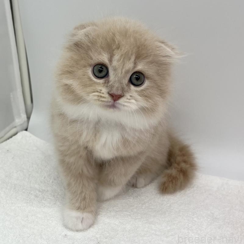 販売中の愛知県のスコティッシュフォールド(折れ耳)-134307の2枚目