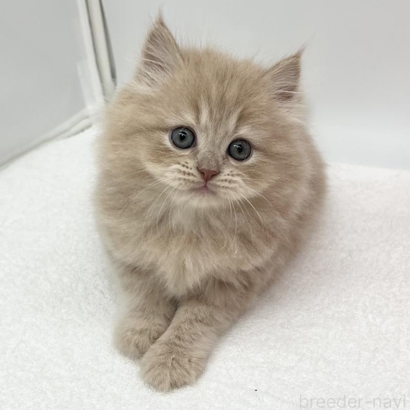 販売中の愛知県のスコティッシュフォールド-134308の5枚目