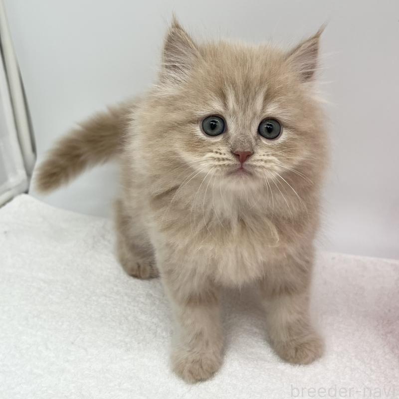 販売中の愛知県のスコティッシュフォールド-134308