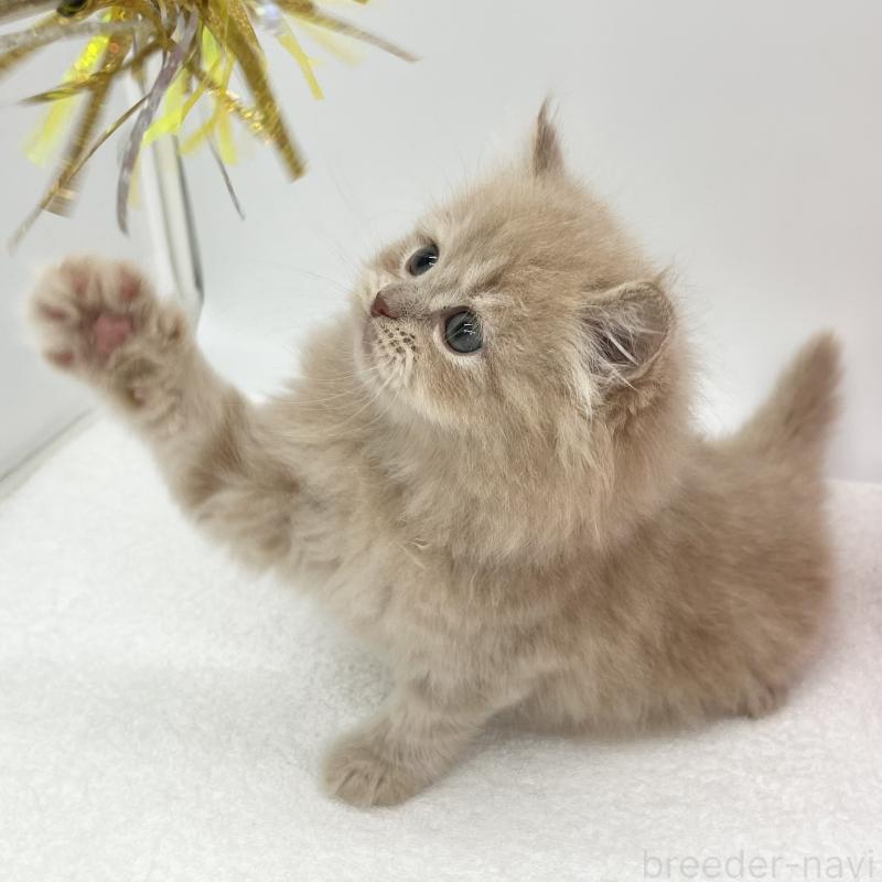 販売中の愛知県のスコティッシュフォールド-134308の4枚目