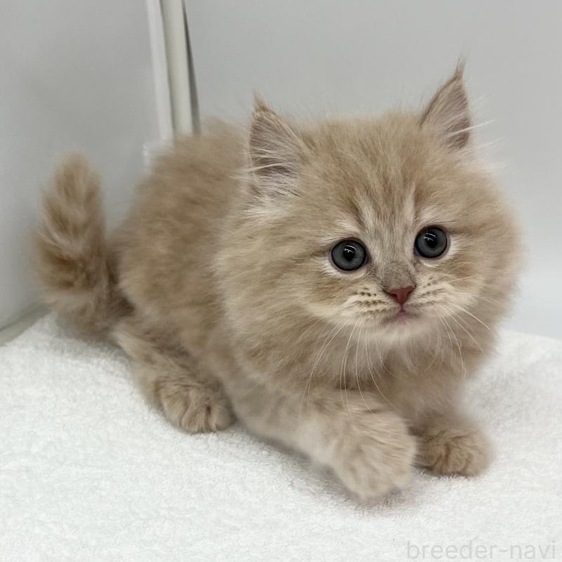 販売中の愛知県のスコティッシュフォールド-134308の3枚目