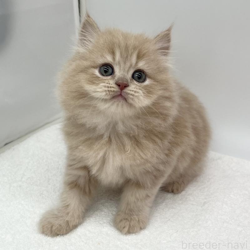 販売中の愛知県のスコティッシュフォールド-134308の2枚目