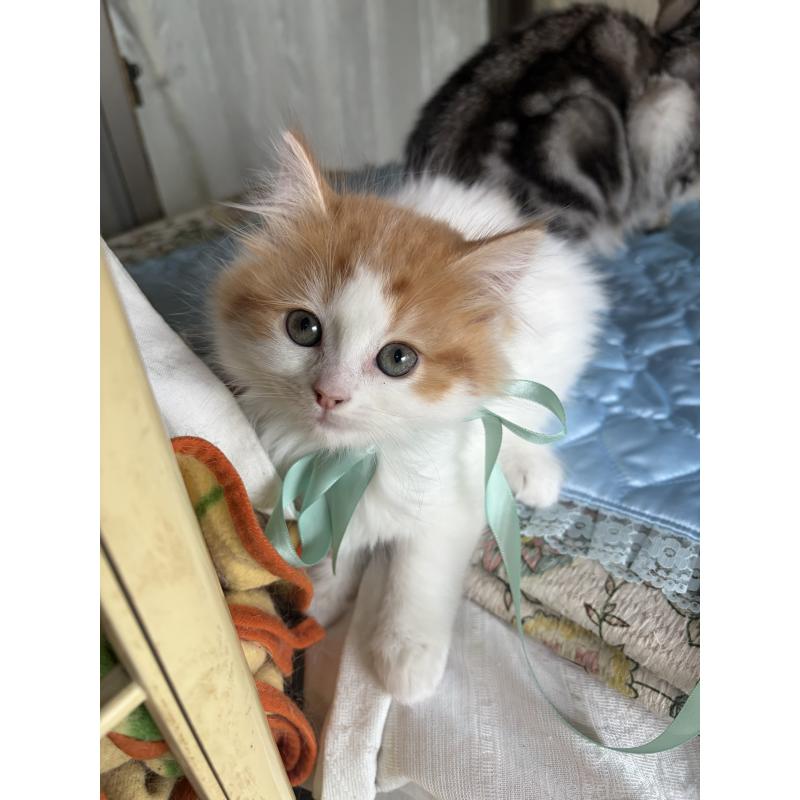 販売中の神奈川県のマンチカン-133032の18枚目