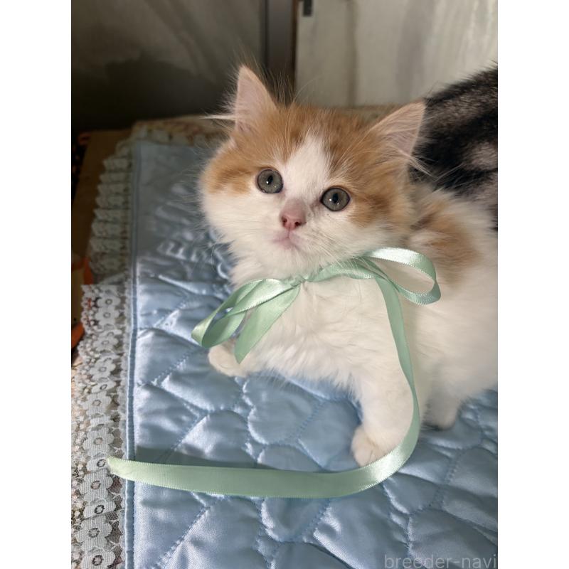 販売中の神奈川県のマンチカン-133032