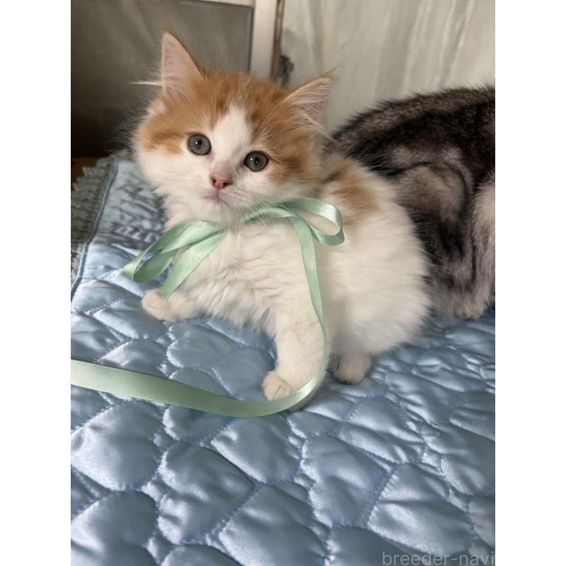 販売中の神奈川県のマンチカン-133032の16枚目