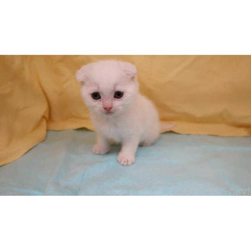 販売中の東京都のスコティッシュフォールド(折れ耳)-134309の2枚目