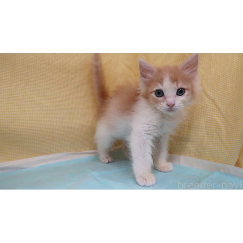 販売中の東京都のメインクーン-134310の3枚目