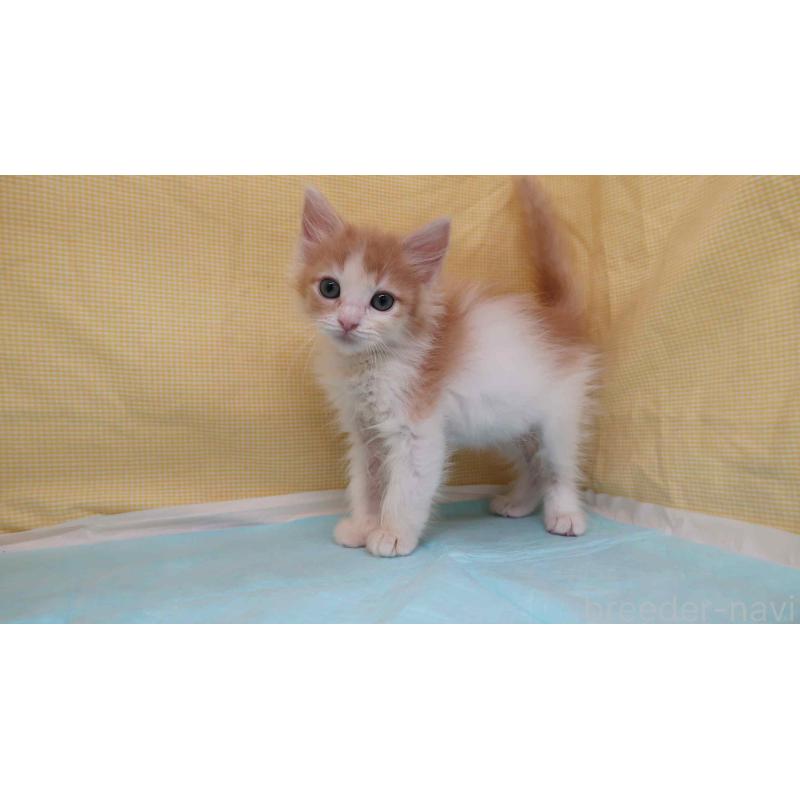 販売中の東京都のメインクーン-134310の2枚目