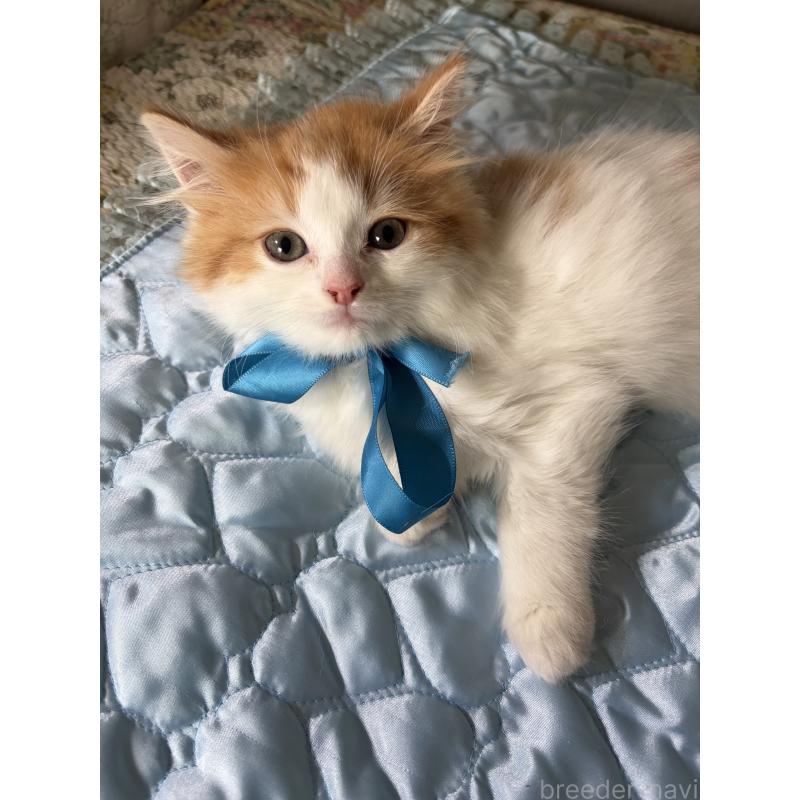 販売中の神奈川県のマンチカン-133032の12枚目