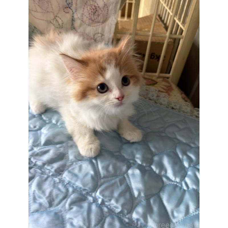 販売中の神奈川県のマンチカン-133032の11枚目