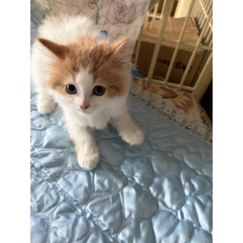 販売中の神奈川県のマンチカン-133032の10枚目