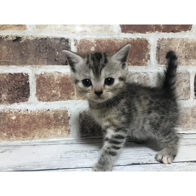 成約済の千葉県のスコティッシュストレート-134256の6枚目