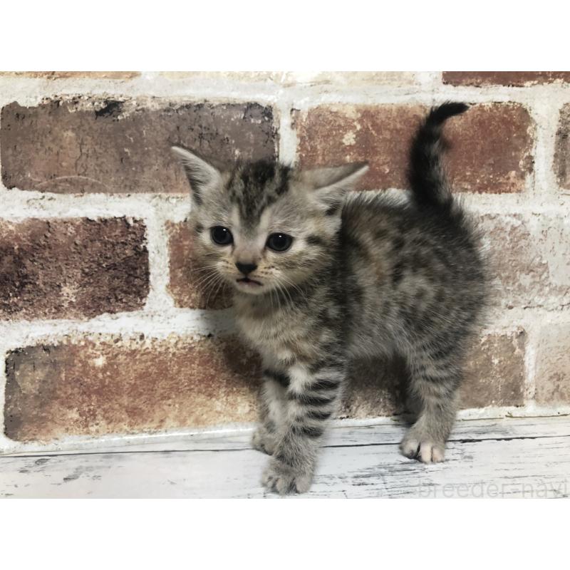 成約済の千葉県のスコティッシュストレート-134256の5枚目