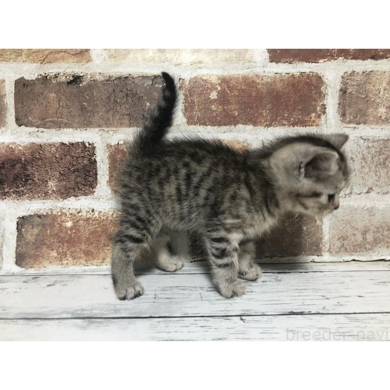 成約済の千葉県のスコティッシュストレート-134256の4枚目