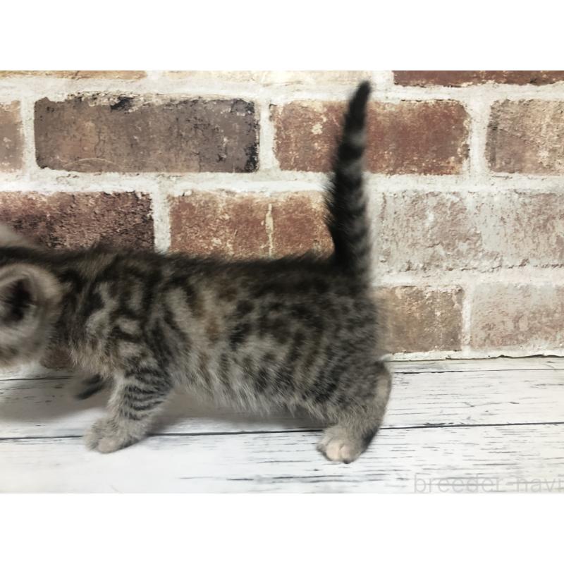 成約済の千葉県のスコティッシュストレート-134256の3枚目