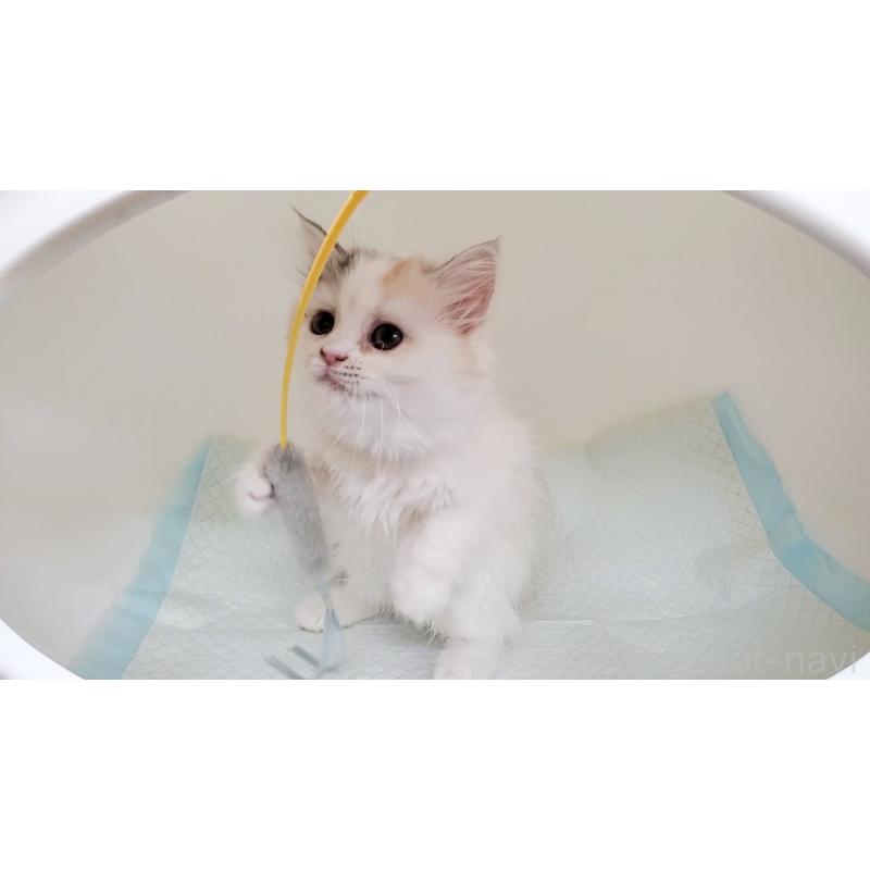 販売中の大阪府のミヌエット-134311の10枚目