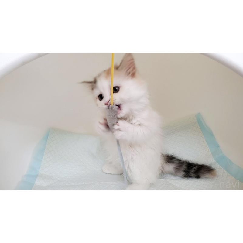 販売中の大阪府のミヌエット-134311の9枚目