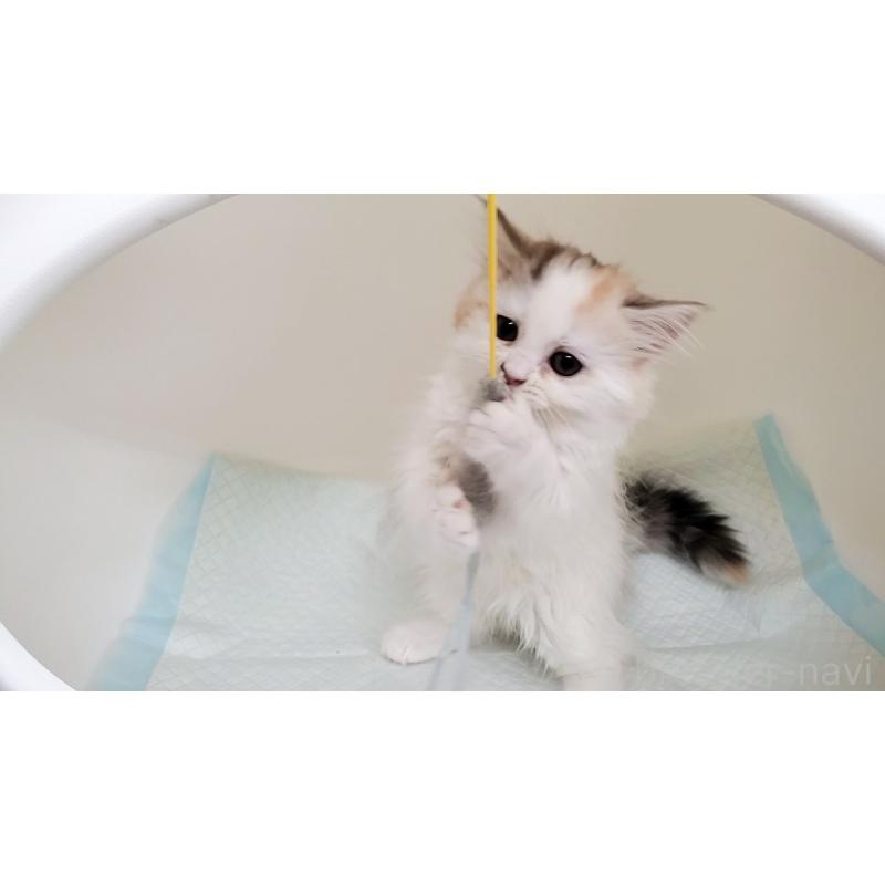 販売中の大阪府のミヌエット-134311の8枚目