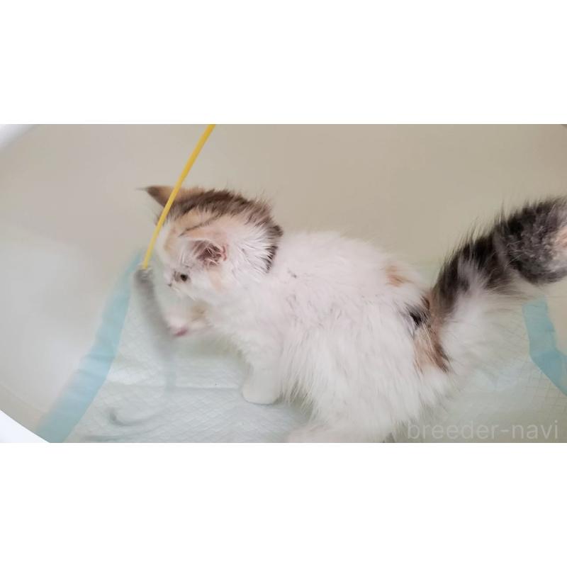 販売中の大阪府のミヌエット-134311の7枚目