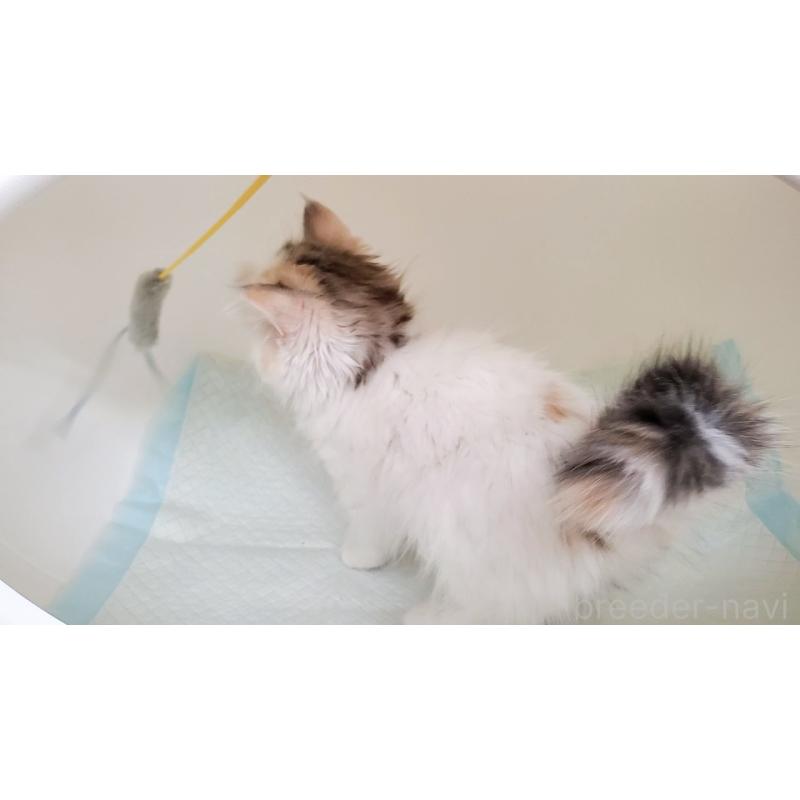 販売中の大阪府のミヌエット-134311の6枚目