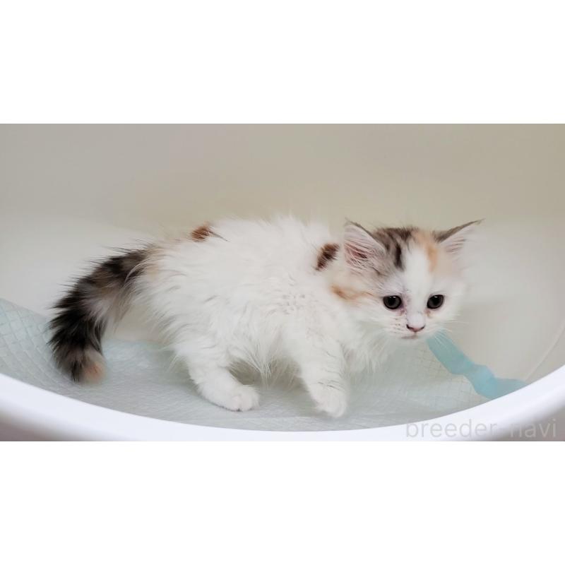 販売中の大阪府のミヌエット-134311の5枚目