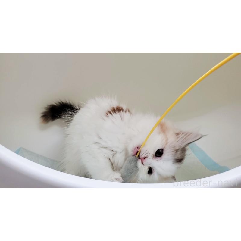 販売中の大阪府のミヌエット-134311の3枚目