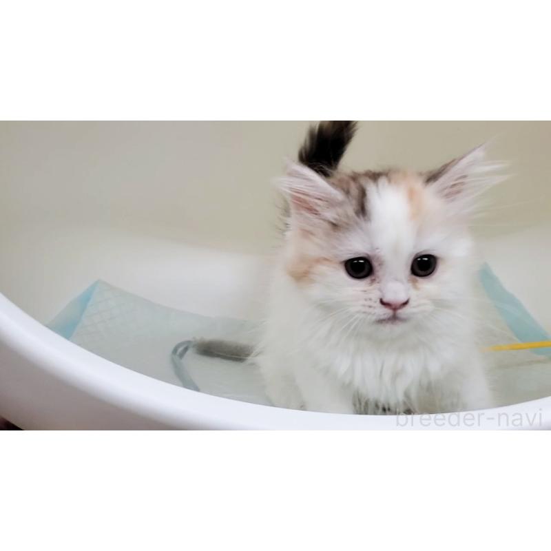 販売中の大阪府のミヌエット-134311の2枚目