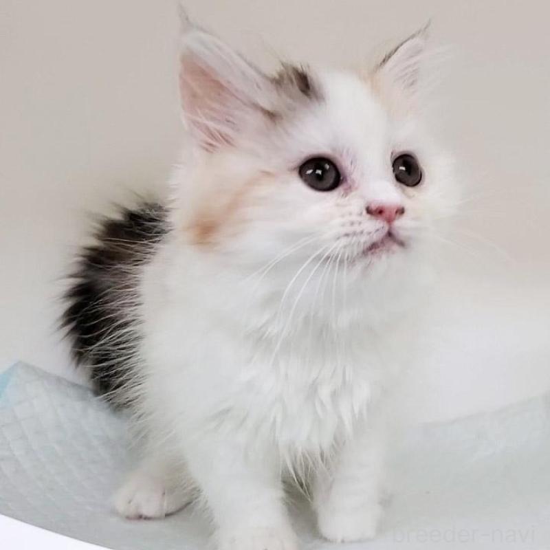 販売中の大阪府のミヌエット-134311の1枚目