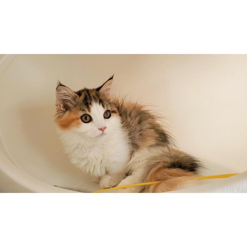 販売中の大阪府のマンチカン(短足)-134312の16枚目