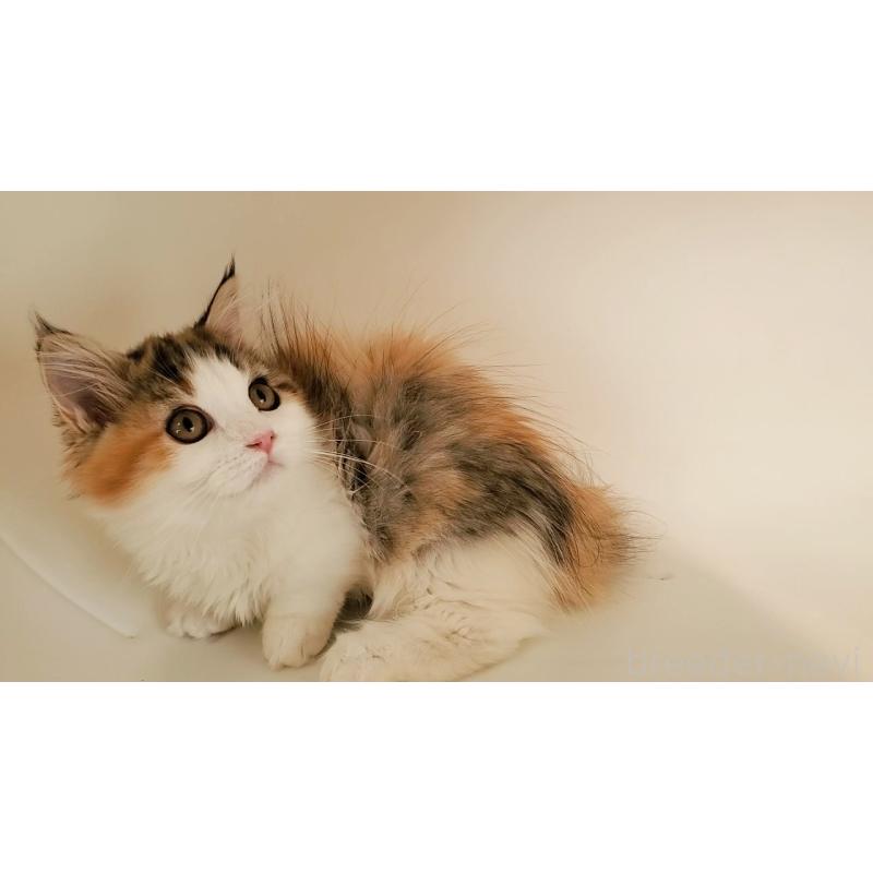 販売中の大阪府のマンチカン(短足)-134312の17枚目