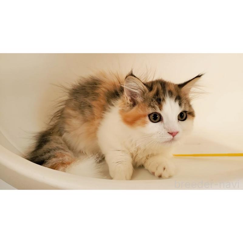 販売中の大阪府のマンチカン(短足)-134312の15枚目