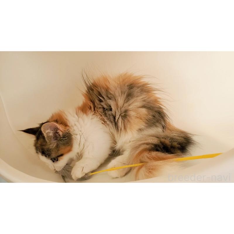 販売中の大阪府のマンチカン(短足)-134312の14枚目