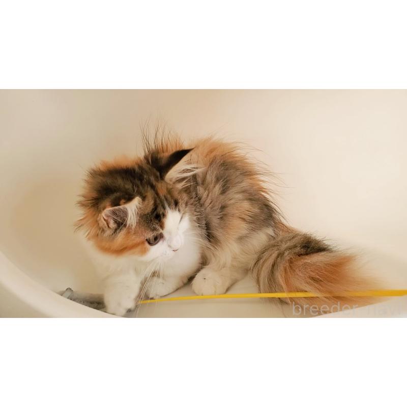 販売中の大阪府のマンチカン(短足)-134312の13枚目