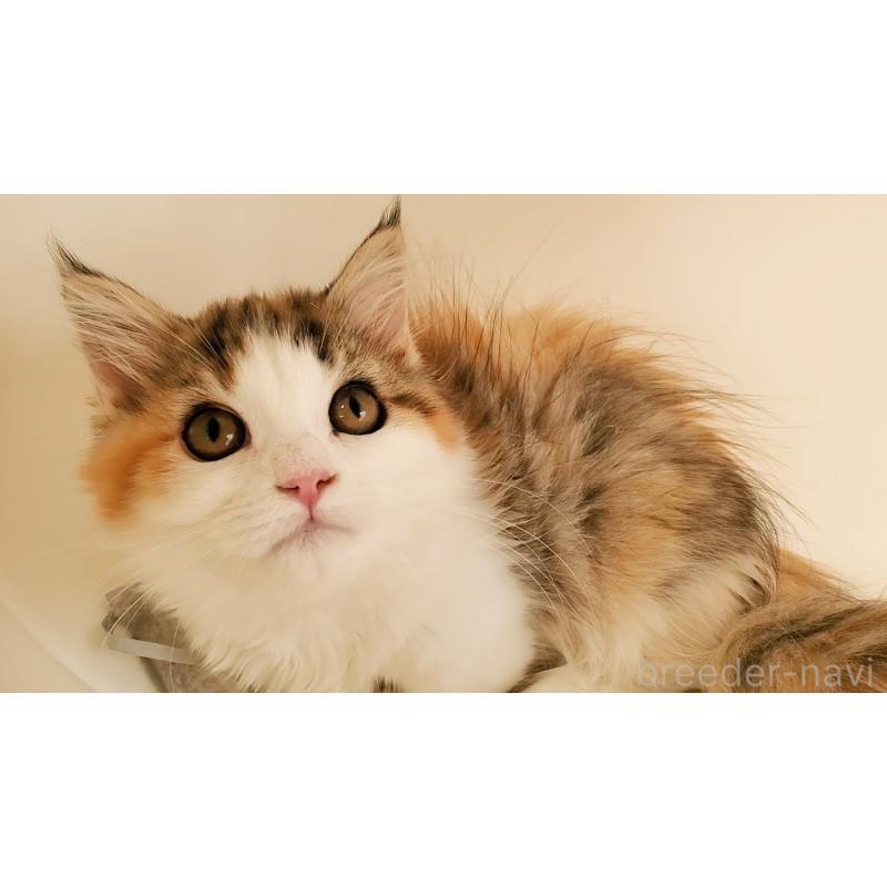 販売中の大阪府のマンチカン(短足)-134312の12枚目