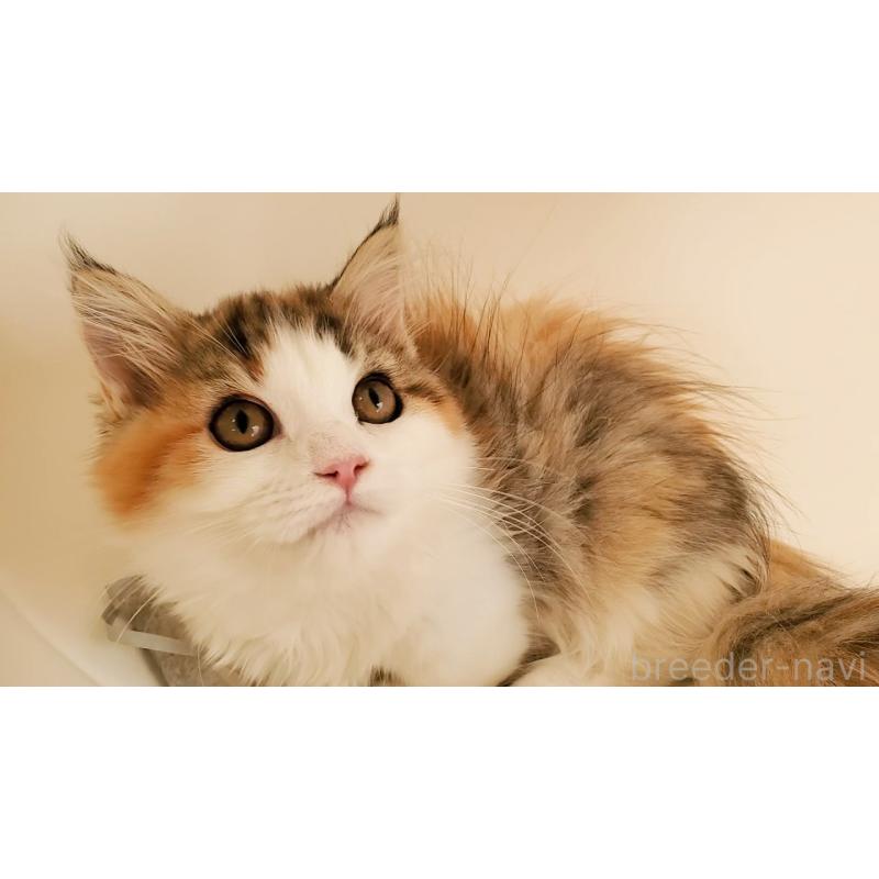 販売中の大阪府のマンチカン(短足)-134312の11枚目