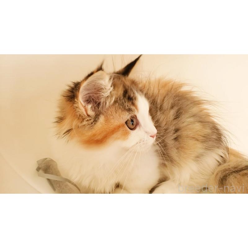 販売中の大阪府のマンチカン(短足)-134312の10枚目