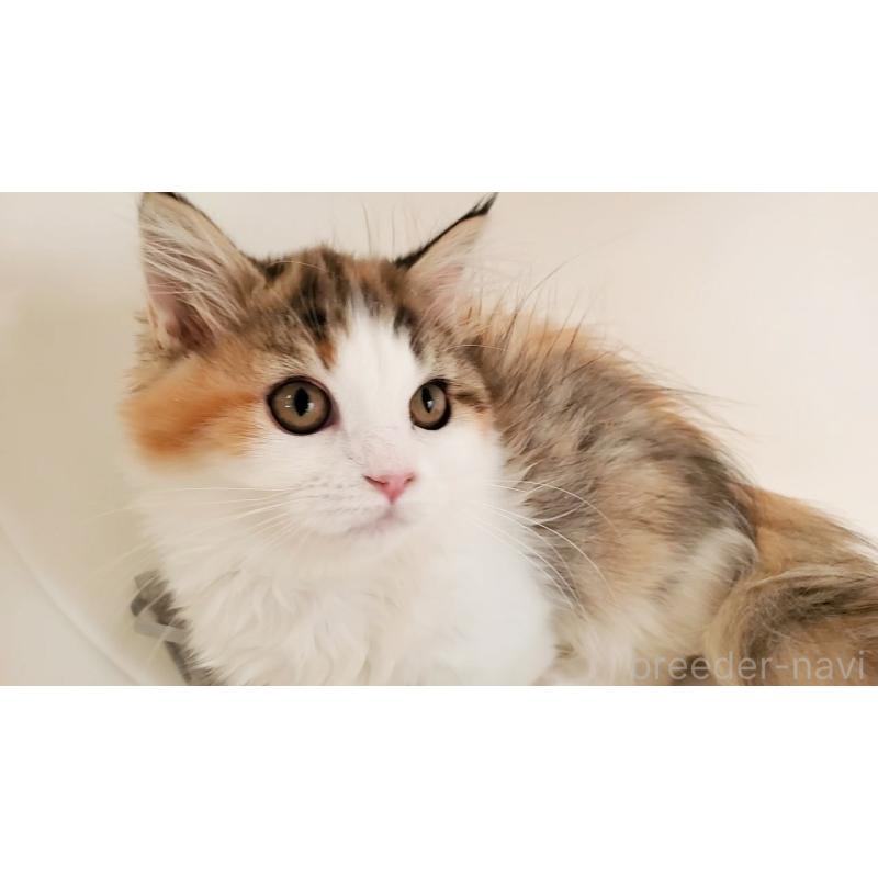 販売中の大阪府のマンチカン(短足)-134312の9枚目