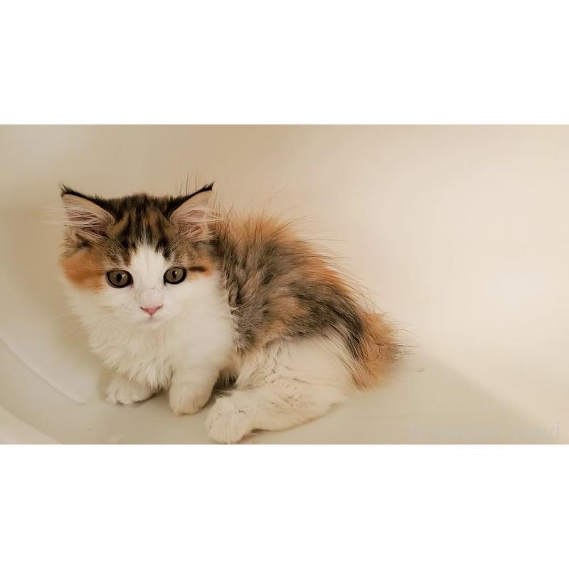 販売中の大阪府のマンチカン(短足)-134312の8枚目