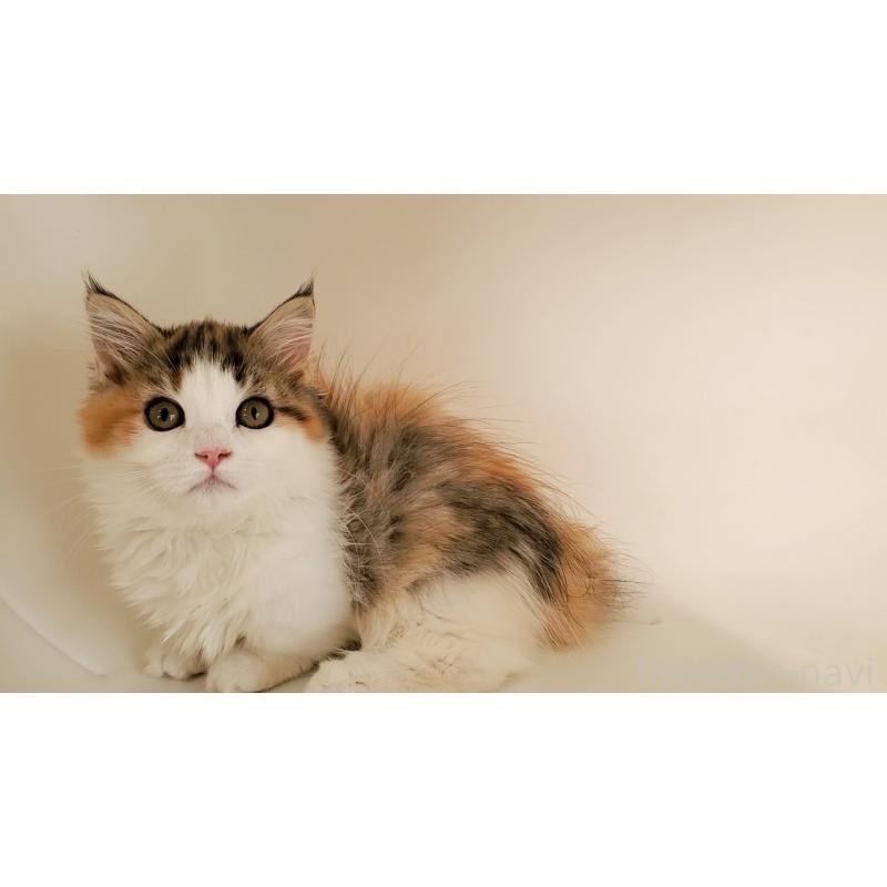 販売中の大阪府のマンチカン(短足)-134312の7枚目