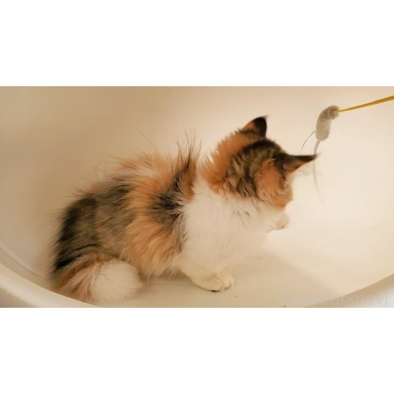 販売中の大阪府のマンチカン(短足)-134312の6枚目